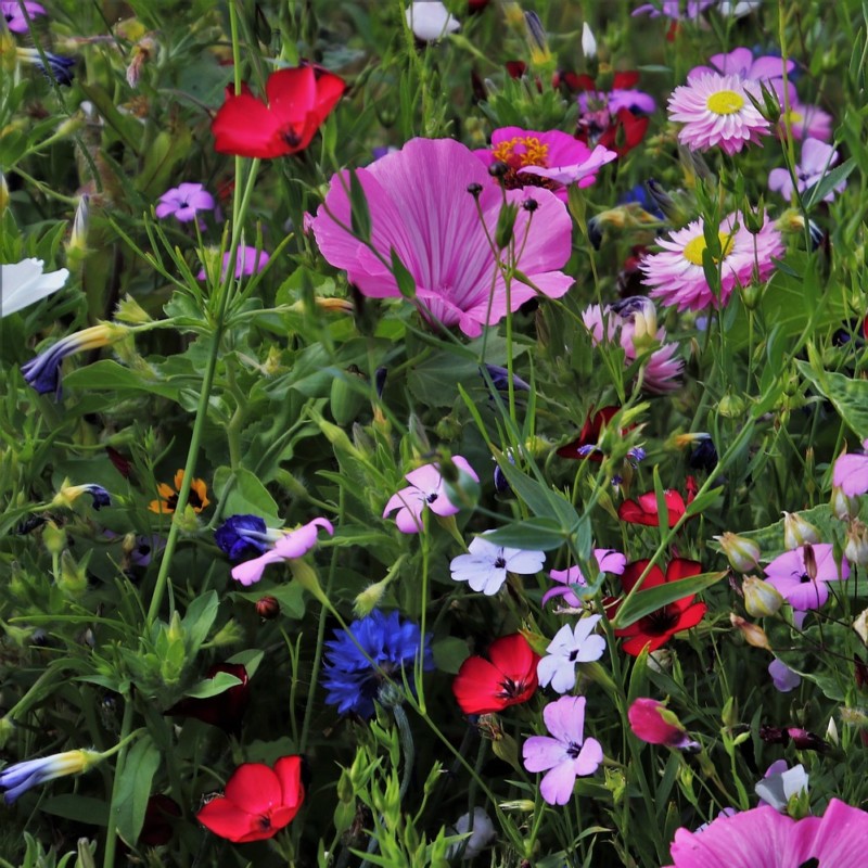 Blühende Wiese mit vielfältigen Gartenblumen